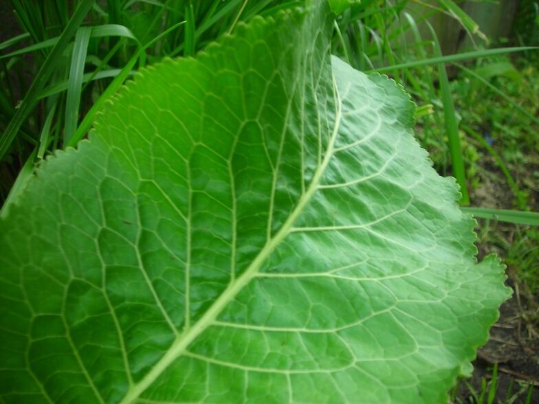 chrzan na osteochondrozę szyjną