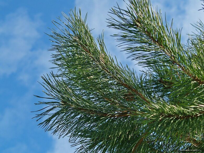 igły do ​​​​leczenia osteochondrozy szyjnej